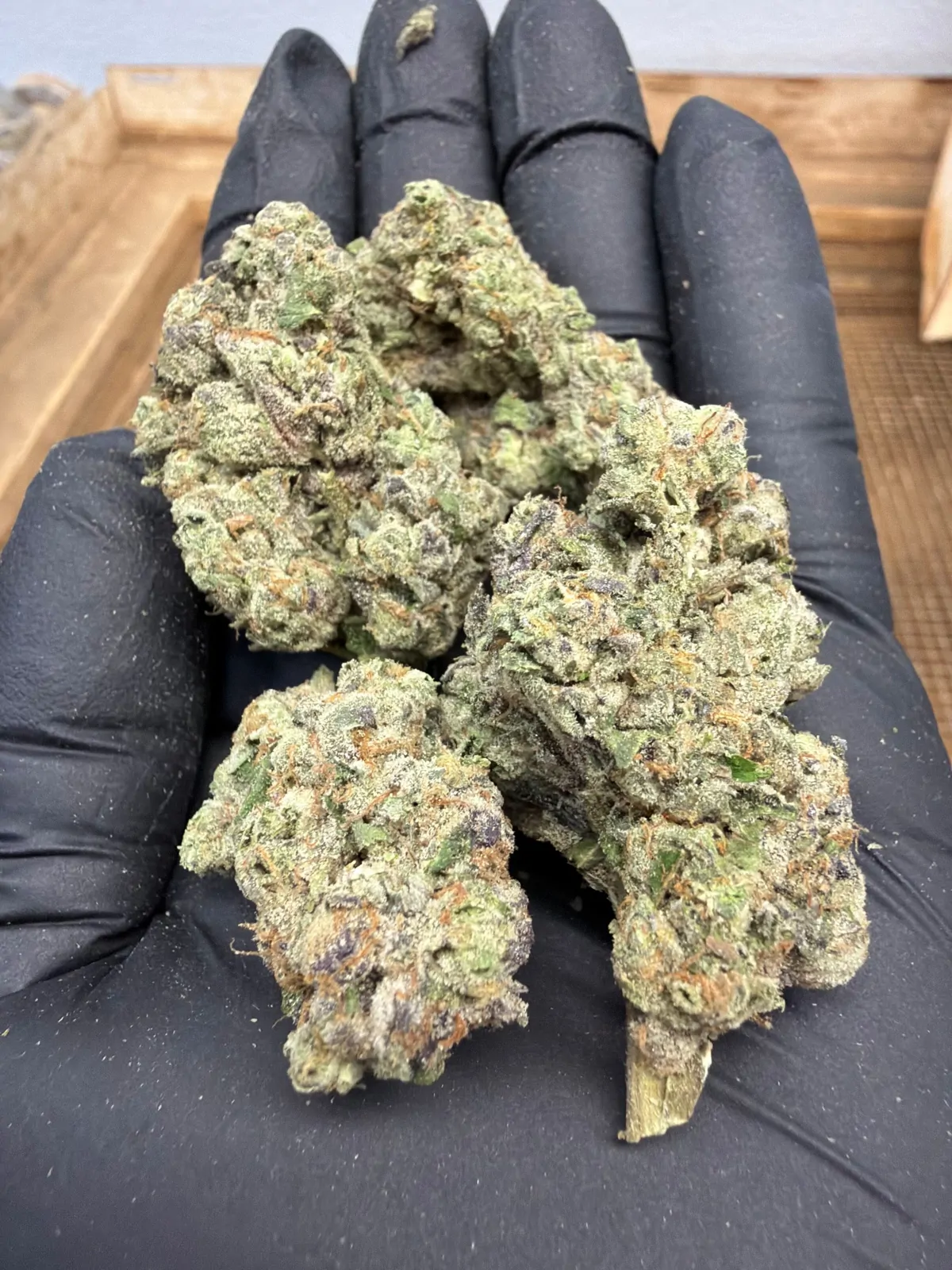 Jet Fuel Gelato Flower